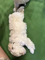 Maltipoo female puppy white collar, a female Maltipoo for sale in West Sacramento, CA – 8 of 10