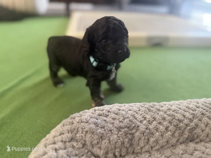 Maltipoo male puppy – Maltipoo puppy for sale in West Sacramento, CA