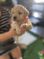 Maltipoo female puppy yellow collar, a female Maltipoo for sale in West Sacramento, CA – 5 of 10