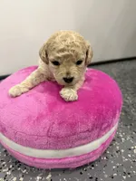 Maltipoo female puppy, a female Maltipoo for sale in West Sacramento, CA – 5 of 9