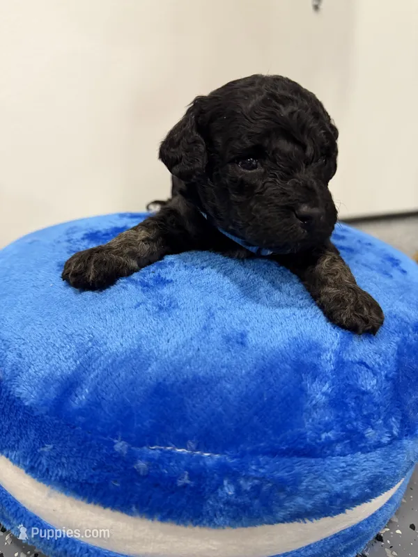 Maltipoo male puppy – Maltipoo puppy for sale in West Sacramento, CA