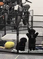 Maltipoo male puppy, a male Maltipoo for sale in West Sacramento, CA – 2 of 4