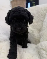 Maltipoo black female , a female Maltipoo and Poodle - Miniature  for sale in West Sacramento, CA – 3 of 6