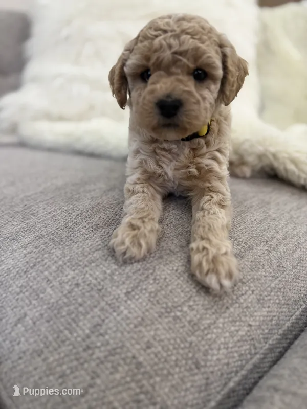 Maltipoo female puppy yellow collar – Maltipoo puppy for sale in West Sacramento, CA