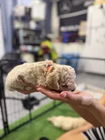 Maltipoo female puppy orange collar , a female Maltipoo for sale in West Sacramento, CA – 4 of 10