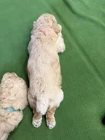 Maltipoo female puppy pink collar, a female Maltipoo for sale in West Sacramento, CA – 5 of 10