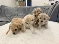 Maltipoo female puppy white collar, a female Maltipoo for sale in West Sacramento, CA – 7 of 10