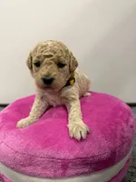 Maltipoo female puppy, a female Maltipoo for sale in West Sacramento, CA – 4 of 9