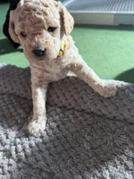 Maltipoo female puppy yellow collar, a female Maltipoo for sale in West Sacramento, CA – 4 of 10
