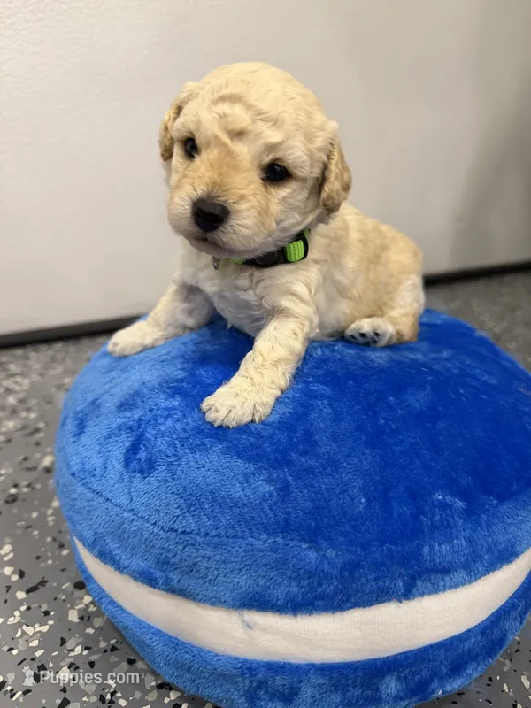Maltipoo male puppy – Maltipoo puppy for sale in West Sacramento, CA