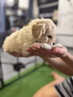 Maltipoo female puppy white collar, a female Maltipoo for sale in West Sacramento, CA – 2 of 10