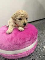 Maltipoo female puppy, a female Maltipoo for sale in West Sacramento, CA – 7 of 9