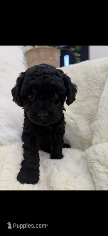 Maltipoo black female  – Maltipoo, Poodle - Miniature  puppy for sale in West Sacramento, CA