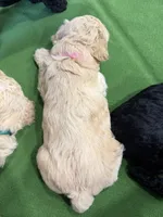 Maltipoo female puppy pink collar, a female Maltipoo for sale in West Sacramento, CA – 10 of 10