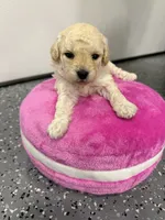 Maltipoo female puppy, a female Maltipoo for sale in West Sacramento, CA – 3 of 9