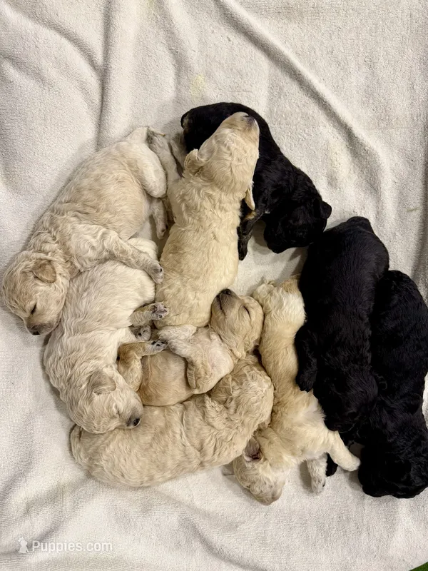 Maltipoo male puppy – Maltipoo puppy for sale in West Sacramento, CA