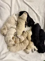 Maltipoo male puppy, a male Maltipoo for sale in West Sacramento, CA – 1 of 4