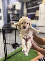 Maltipoo female puppy white collar, a female Maltipoo for sale in West Sacramento, CA – 6 of 10