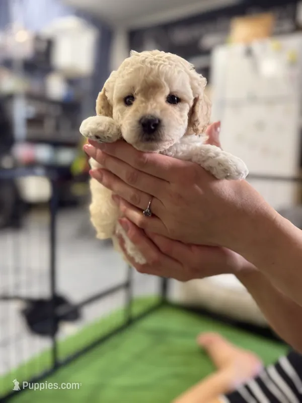 Maltipoo female puppy white collar – Maltipoo puppy for sale in West Sacramento, CA
