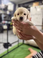 Maltipoo female puppy white collar, a female Maltipoo for sale in West Sacramento, CA – 1 of 10