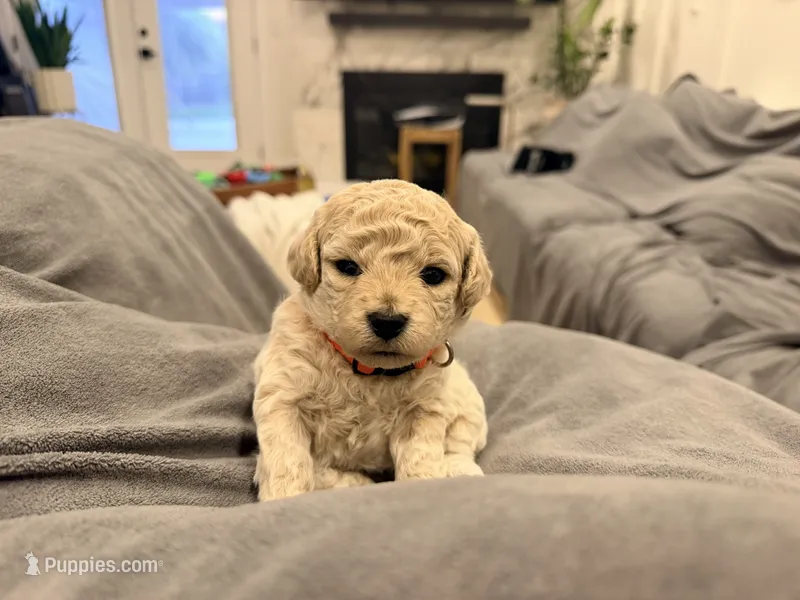 Maltipoo female puppy – Maltipoo puppy for sale in West Sacramento, CA