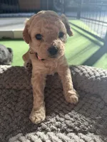 Maltipoo female puppy pink collar, a female Maltipoo for sale in West Sacramento, CA – 1 of 10