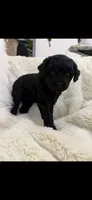 Maltipoo black female , a female Maltipoo and Poodle - Miniature  for sale in West Sacramento, CA – 4 of 6