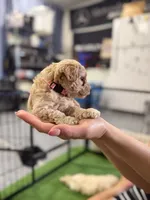 Maltipoo female puppy pink collar, a female Maltipoo for sale in West Sacramento, CA – 9 of 10