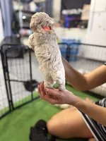 Maltipoo female puppy orange collar , a female Maltipoo for sale in West Sacramento, CA – 5 of 10