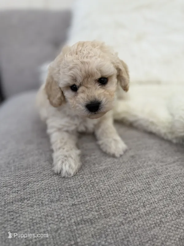 Maltipoo female puppy white collar – Maltipoo puppy for sale in West Sacramento, CA