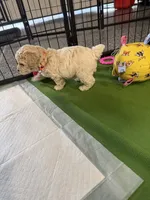 Maltipoo female puppy orange collar , a female Maltipoo for sale in West Sacramento, CA – 9 of 10