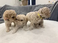 Maltipoo female puppy yellow collar, a female Maltipoo for sale in West Sacramento, CA – 6 of 10