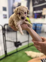Maltipoo female puppy pink collar, a female Maltipoo for sale in West Sacramento, CA – 7 of 10