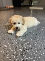 Maltipoo male puppy, a male Maltipoo for sale in West Sacramento, CA – 2 of 2