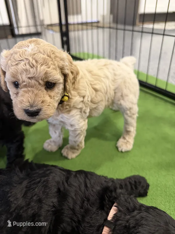 Maltipoo female puppy yellow collar – Maltipoo puppy for sale in West Sacramento, CA