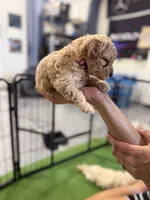 Maltipoo female puppy pink collar, a female Maltipoo for sale in West Sacramento, CA – 6 of 10