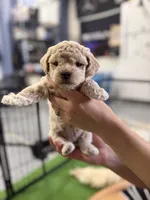 Maltipoo female puppy orange collar , a female Maltipoo for sale in West Sacramento, CA – 7 of 10
