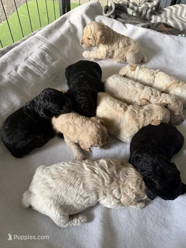 Maltipoo male puppy – Maltipoo puppy for sale in West Sacramento, CA
