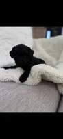 Maltipoo black female , a female Maltipoo and Poodle - Miniature  for sale in West Sacramento, CA – 6 of 6
