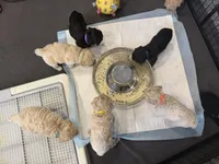 Maltipoo female puppy orange collar , a female Maltipoo for sale in West Sacramento, CA – 10 of 10