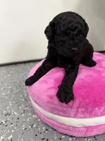 Maltipoo female puppy, a female Maltipoo for sale in West Sacramento, CA – 3 of 3