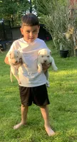 Female 1, a female Dogo Argentino for sale in Bridgeport, CT – 6 of 10