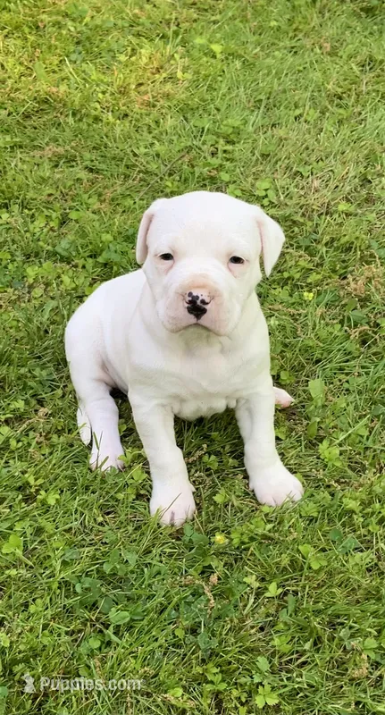 Female 3 – Dogo Argentino puppy for sale in Bridgeport, CT