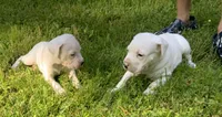 Female 1, a female Dogo Argentino for sale in Bridgeport, CT – 5 of 10