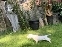 Female 1, a female Dogo Argentino for sale in Bridgeport, CT – 3 of 10