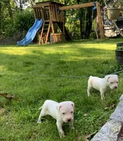 Female 1, a female Dogo Argentino for sale in Bridgeport, CT – 4 of 10