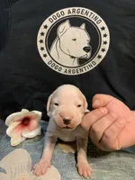 Female 1, a female Dogo Argentino for sale in Bridgeport, CT – 8 of 10
