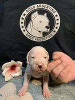 Female 1, a female Dogo Argentino for sale in Bridgeport, CT – 9 of 10