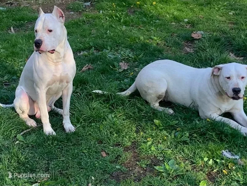 Female 1 – Dogo Argentino puppy for sale in Bridgeport, CT