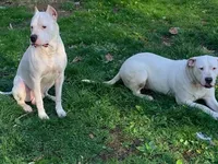 Female 1, a female Dogo Argentino for sale in Bridgeport, CT – Photo 3 of 3